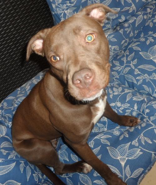 Koko, an adoptable American Bulldog in Americus, GA, 31709 | Photo Image 1