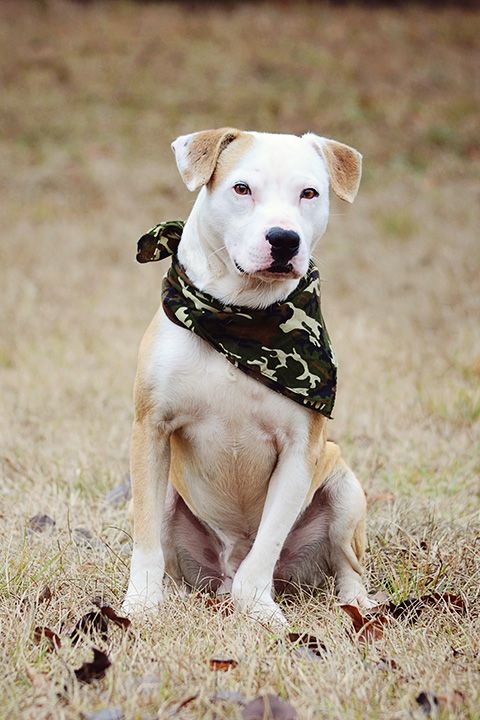 Tuba, an adoptable American Bulldog in Americus, GA, 31709 | Photo Image 1
