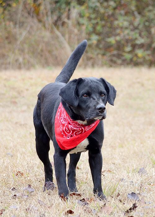 Carlton, an adoptable Retriever in Americus, GA, 31709 | Photo Image 1