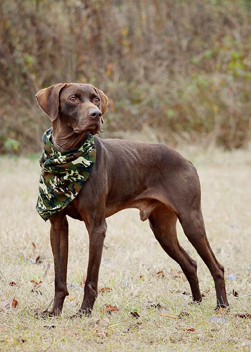 Remington, an adoptable Pointer in Americus, GA, 31709 | Photo Image 1