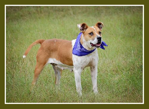 Mimsie, an adoptable American Bulldog in Americus, GA, 31709 | Photo Image 1