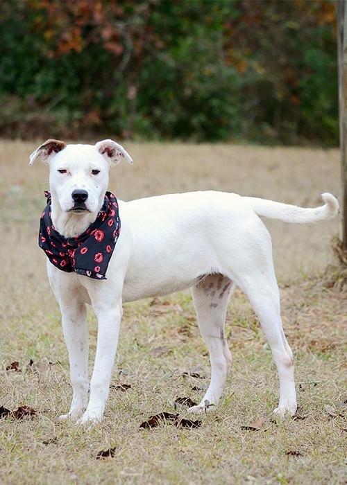 Snow Flake, an adoptable Retriever in Americus, GA, 31709 | Photo Image 1