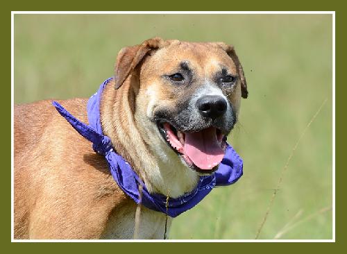 Mingo, an adoptable Retriever in Americus, GA, 31709 | Photo Image 1