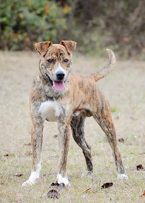Boris, an adoptable Dutch Shepherd in Americus, GA, 31709 | Photo Image 1