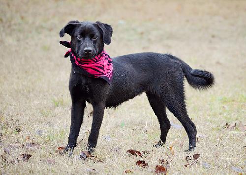 Elmo, an adoptable Terrier in Americus, GA, 31709 | Photo Image 1