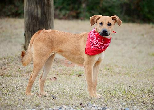 Makenna, an adoptable Retriever in Americus, GA, 31709 | Photo Image 1