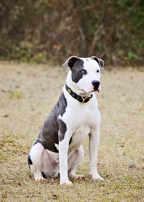 Turner, an adoptable American Bulldog in Americus, GA, 31709 | Photo Image 1