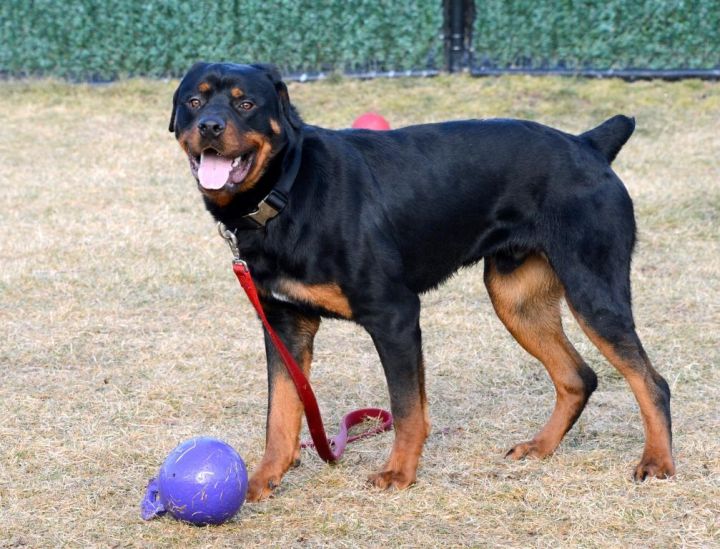 Myles, an adopted Rottweiler in New Canaan, CT_image-3