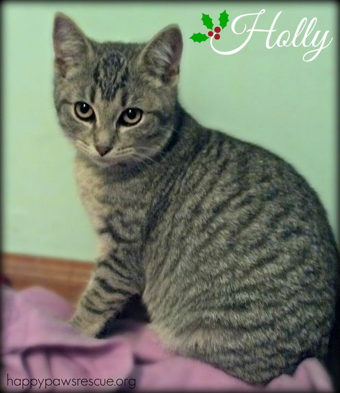 Holly, an adopted Tabby Mix in South Plainfield, NJ_image-2