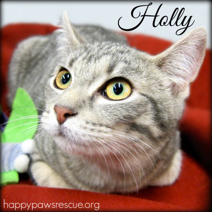 Holly, an adopted Tabby Mix in South Plainfield, NJ_image-1