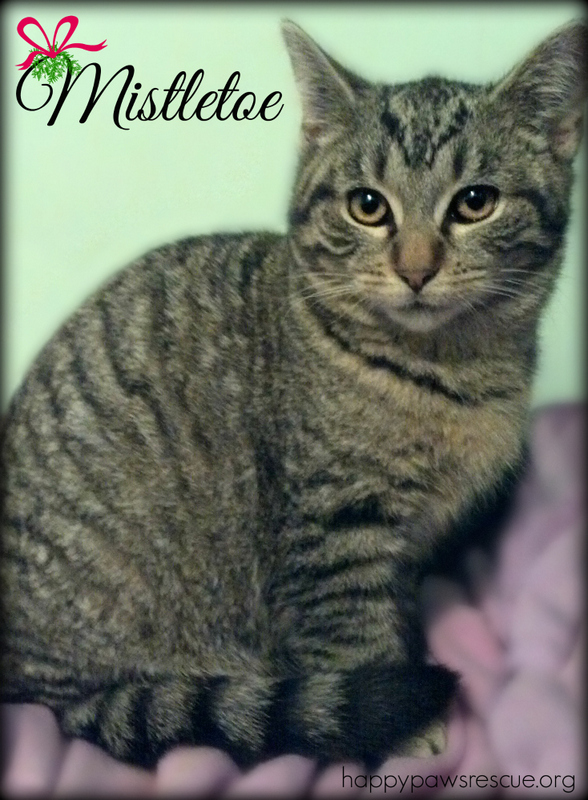 Mistletoe~ Very Affectionate!, an adopted Tabby Mix in South Plainfield, NJ_image-1