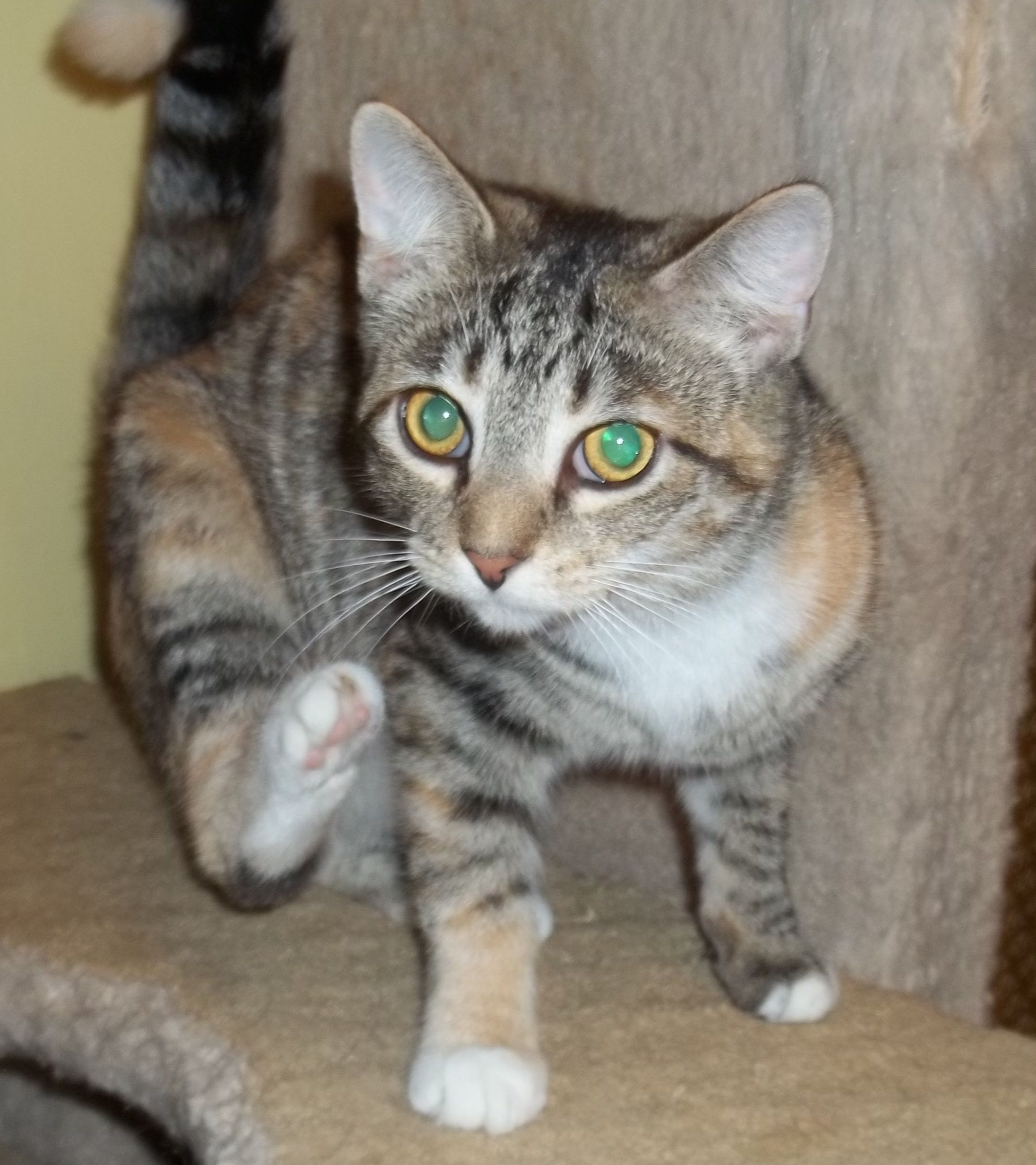 Kikwi, an adoptable Domestic Short Hair in Acme, PA, 15610 | Photo Image 1