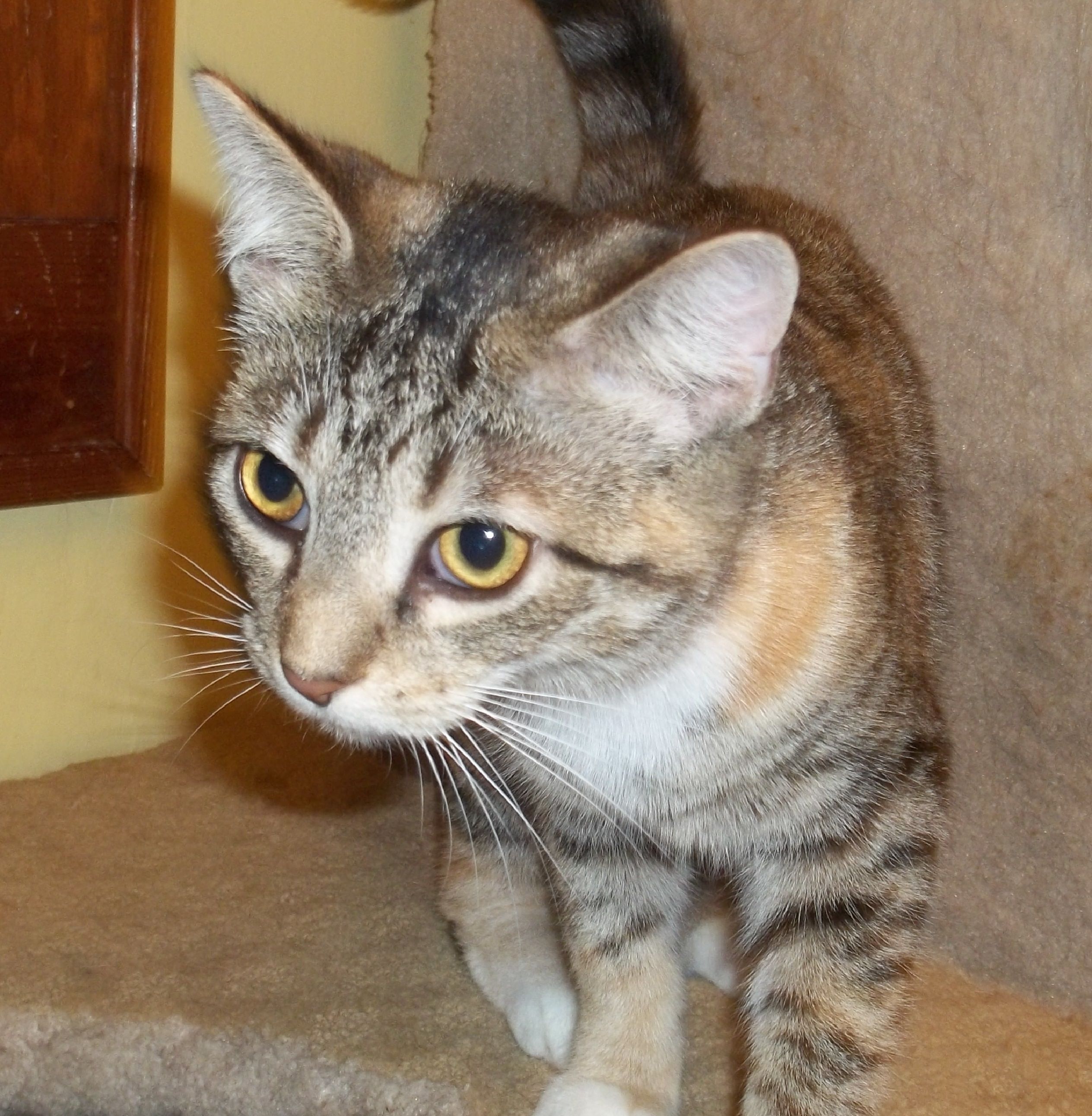 Kikwi, an adoptable Domestic Short Hair in Acme, PA, 15610 | Photo Image 2