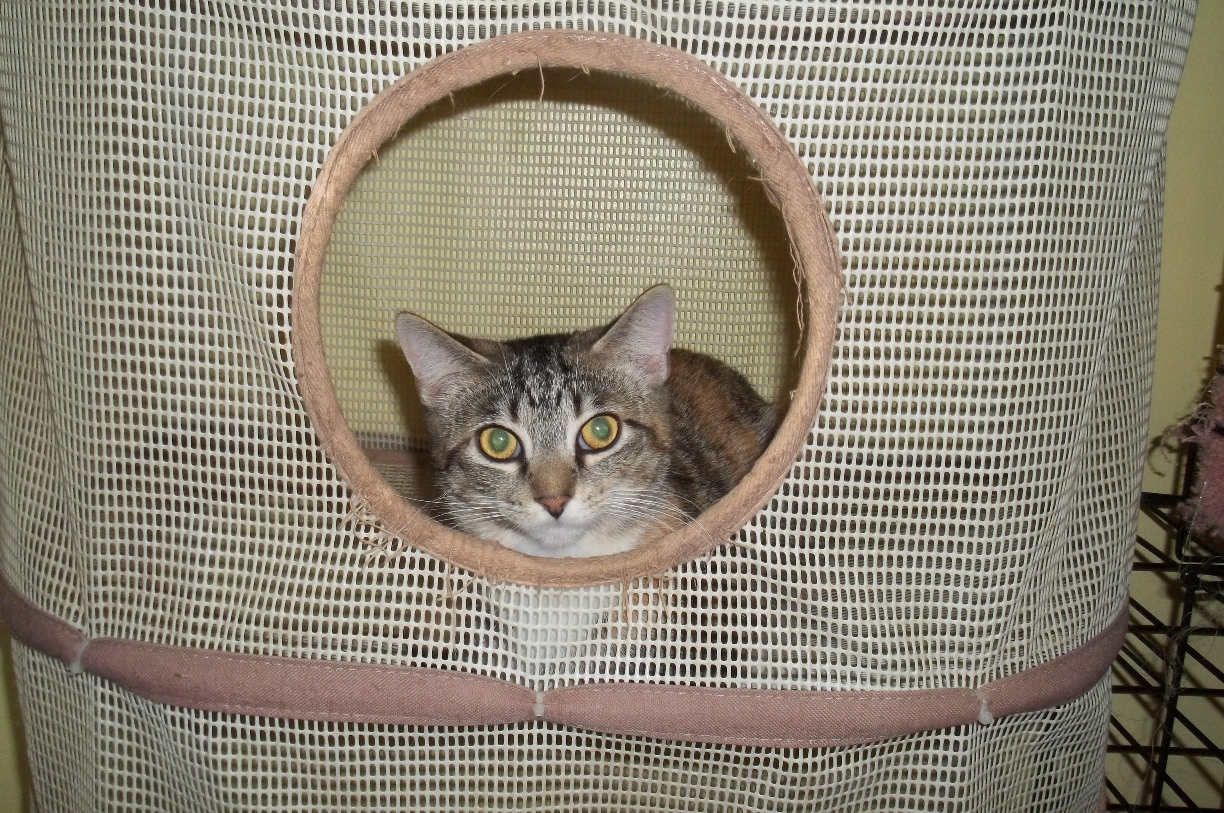 Kikwi, an adoptable Domestic Short Hair in Acme, PA, 15610 | Photo Image 3