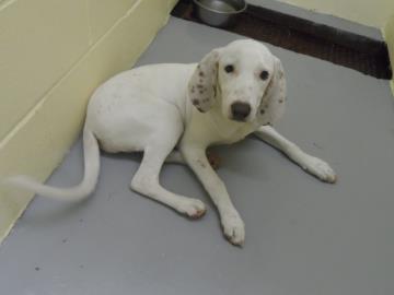 Hannah, an adoptable Coonhound in Americus, GA, 31709 | Photo Image 1