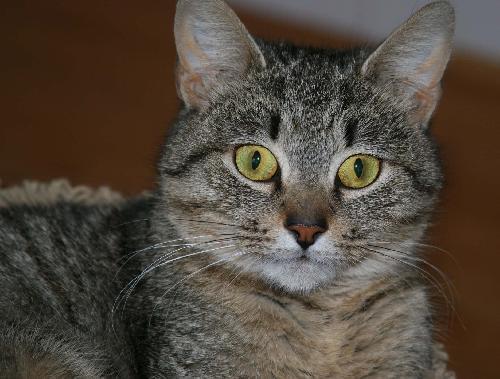 Jacqueline, an adoptable Domestic Short Hair in Philadelphia, PA, 19111 | Photo Image 1