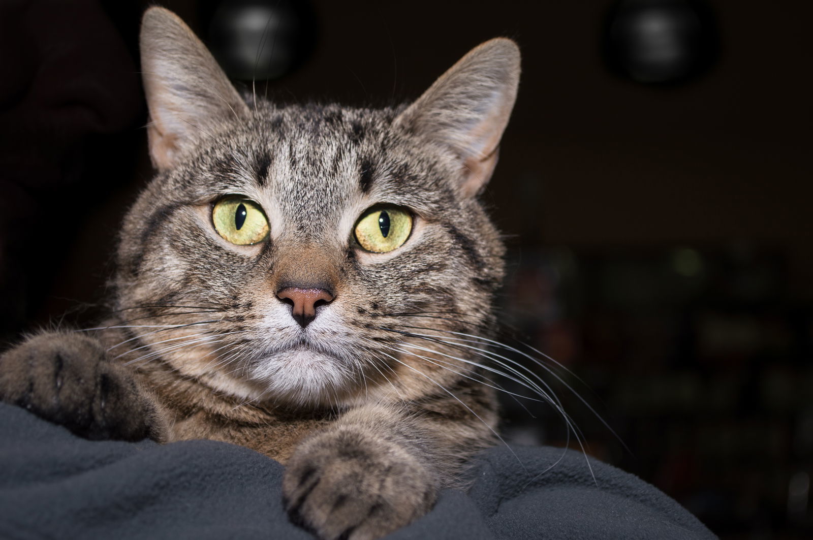 Jacqueline, an adoptable Domestic Short Hair in Philadelphia, PA, 19111 | Photo Image 2