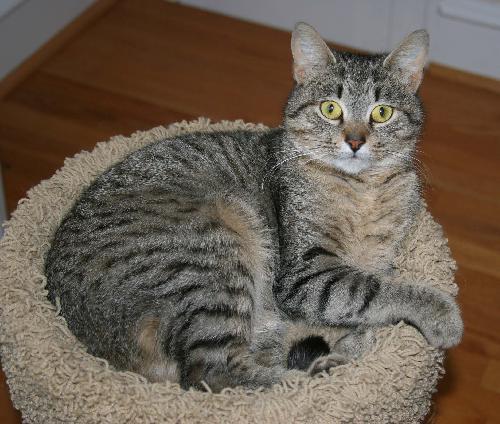 Jacqueline, an adoptable Domestic Short Hair in Philadelphia, PA, 19111 | Photo Image 3