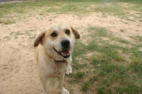 Moxie, an adoptable Collie, Labrador Retriever in Tuscaloosa, AL, 35401 | Photo Image 1
