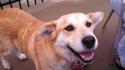 Moxie, an adoptable Collie, Labrador Retriever in Tuscaloosa, AL, 35401 | Photo Image 2