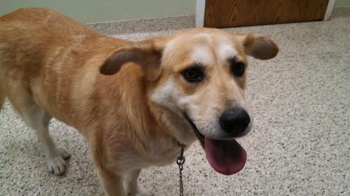 Moxie, an adoptable Collie, Labrador Retriever in Tuscaloosa, AL, 35401 | Photo Image 3