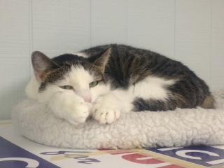 Molly Possum, an adoptable Domestic Short Hair in New Canaan, CT, 06840 | Photo Image 1