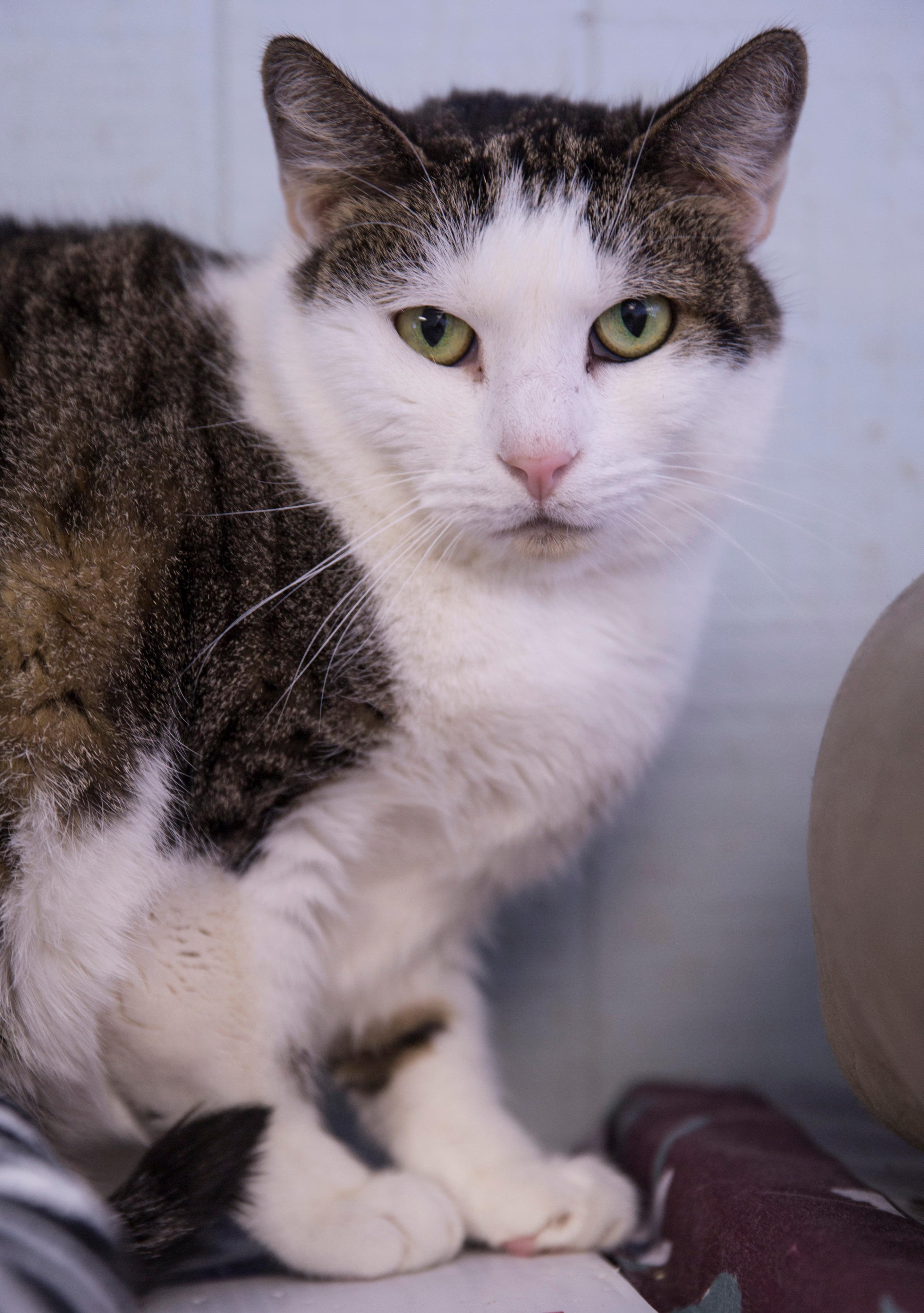 Molly Possum, an adoptable Domestic Short Hair in New Canaan, CT, 06840 | Photo Image 3