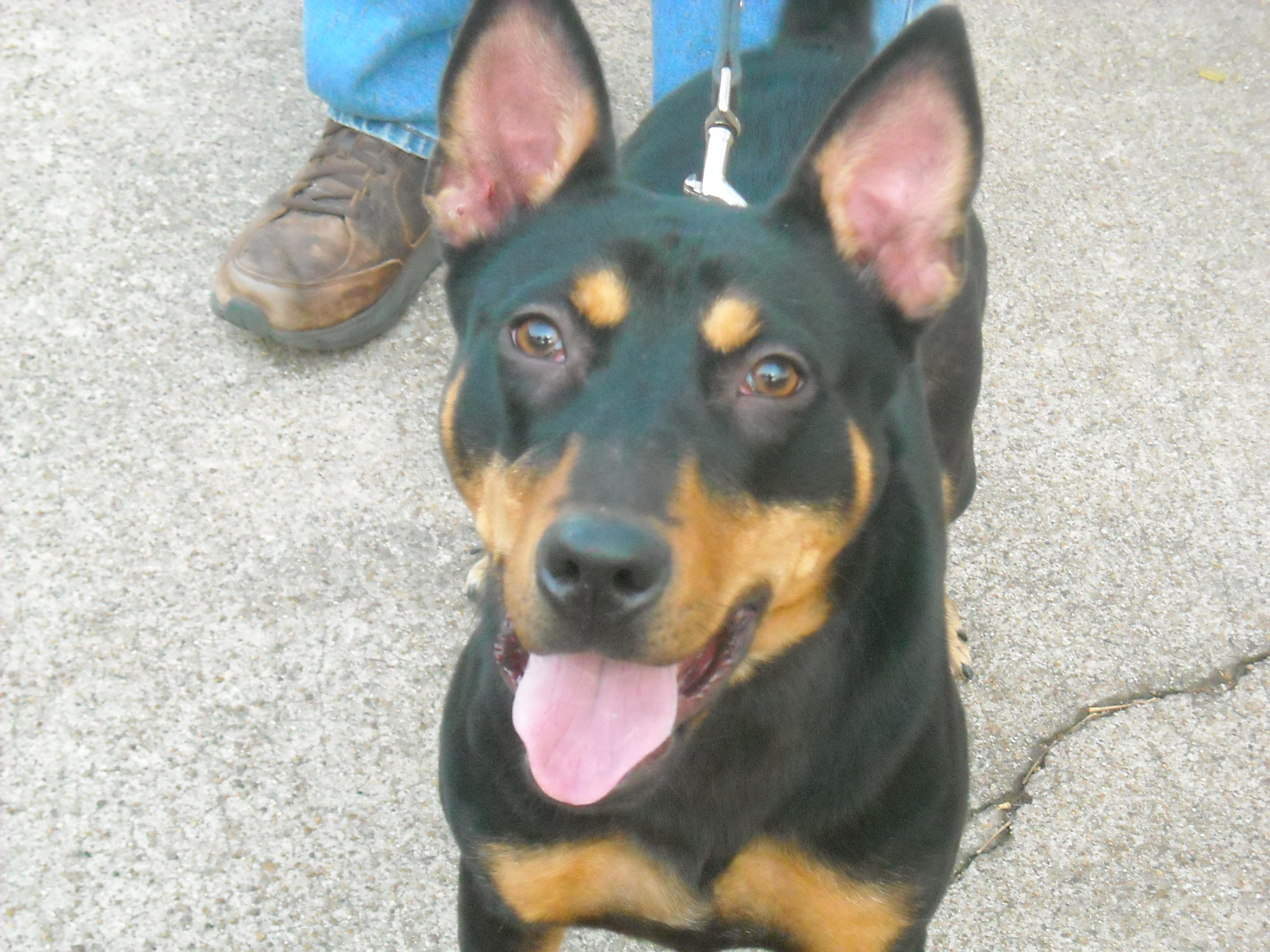 German shepherd sale miniature pinscher mix