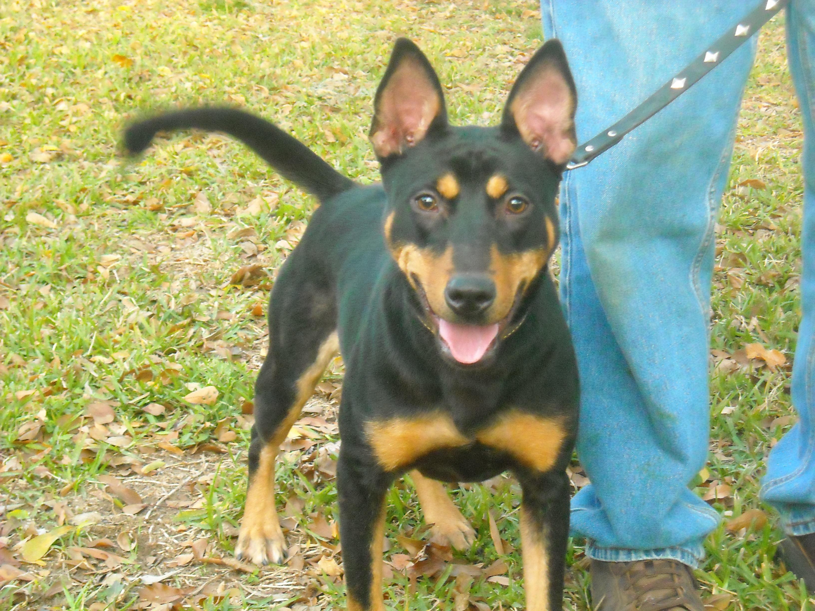 Rika, an adoptable German Shepherd Dog, Miniature Pinscher in Houston, TX, 77094 | Photo Image 2
