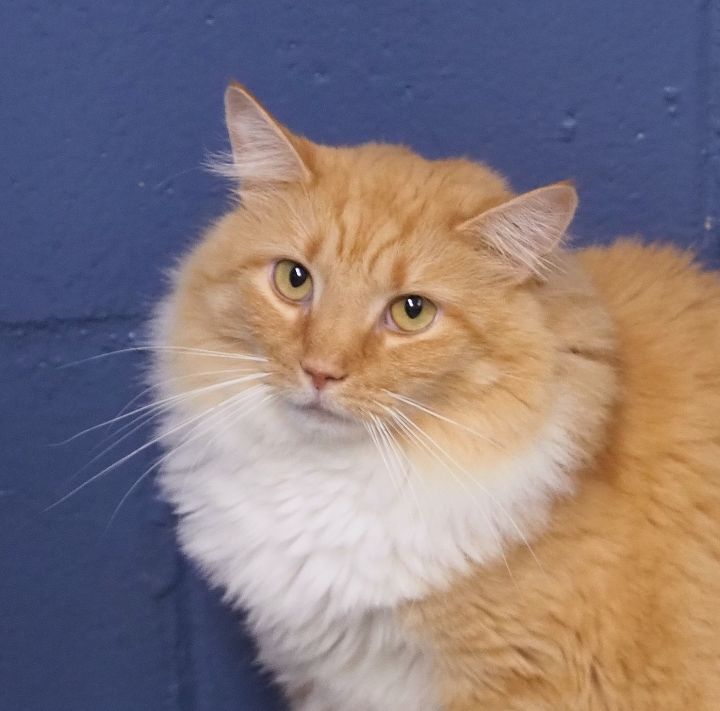 Cat For Adoption Felicia A Domestic Long Hair Domestic Medium