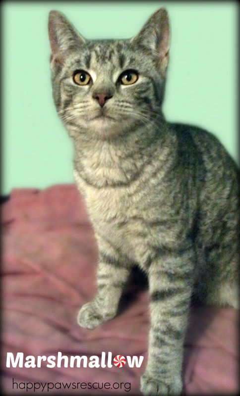 Marshmallow, an adopted Tabby Mix in South Plainfield, NJ_image-2