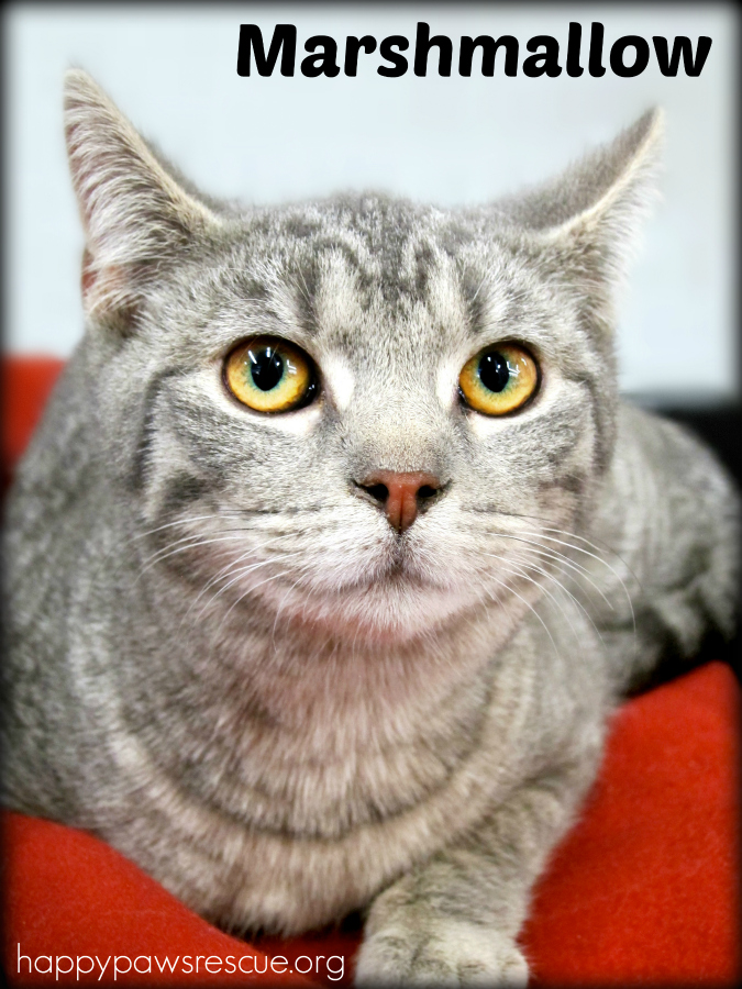 Marshmallow, an adopted Tabby Mix in South Plainfield, NJ_image-1