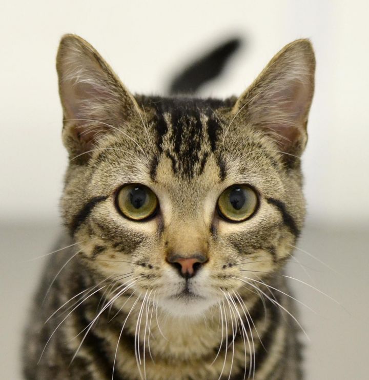 Colton, an adopted Tabby in Springfield, IL_image-1