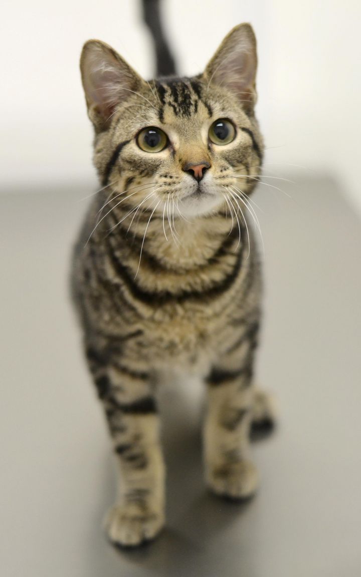 Colton - APP PENDING, an adopted Tabby in Springfield, IL_image-3