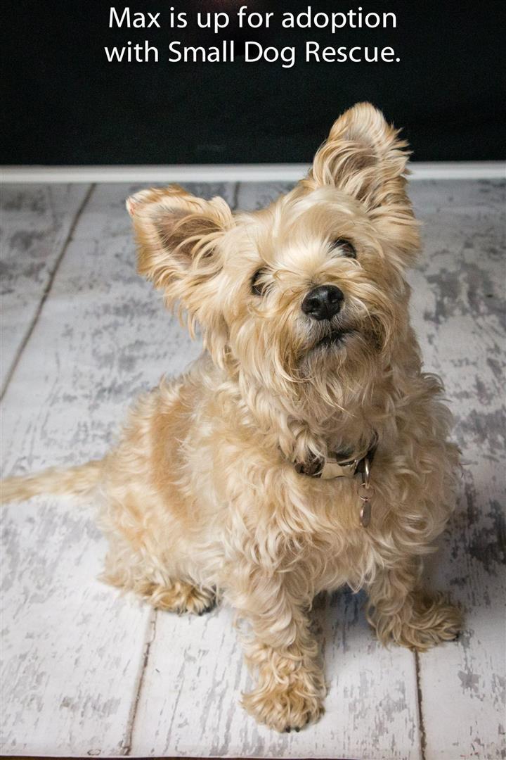 Max, an adopted Cairn Terrier & Yorkshire Terrier Mix in Rochester, MN_image-1