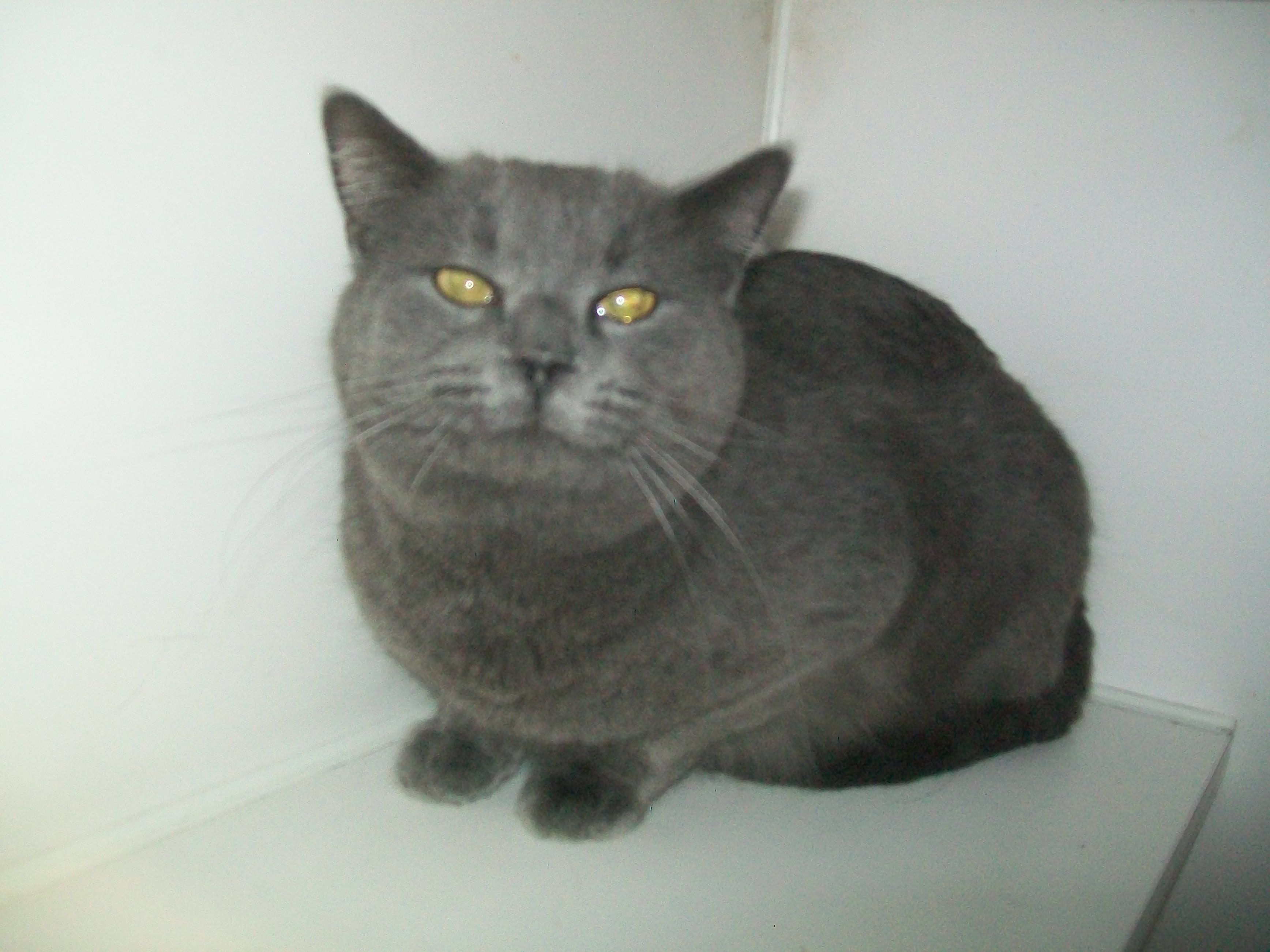 27 Gray Neutered Male Cat detail page