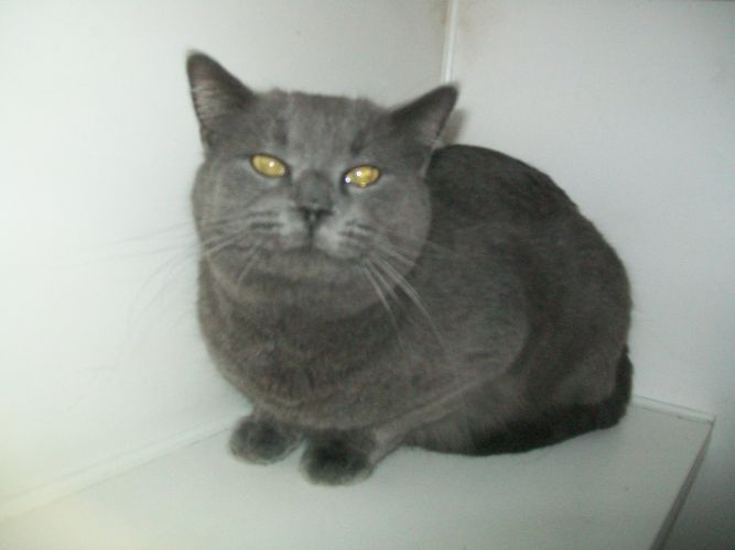 #27 Gray neutered male cat