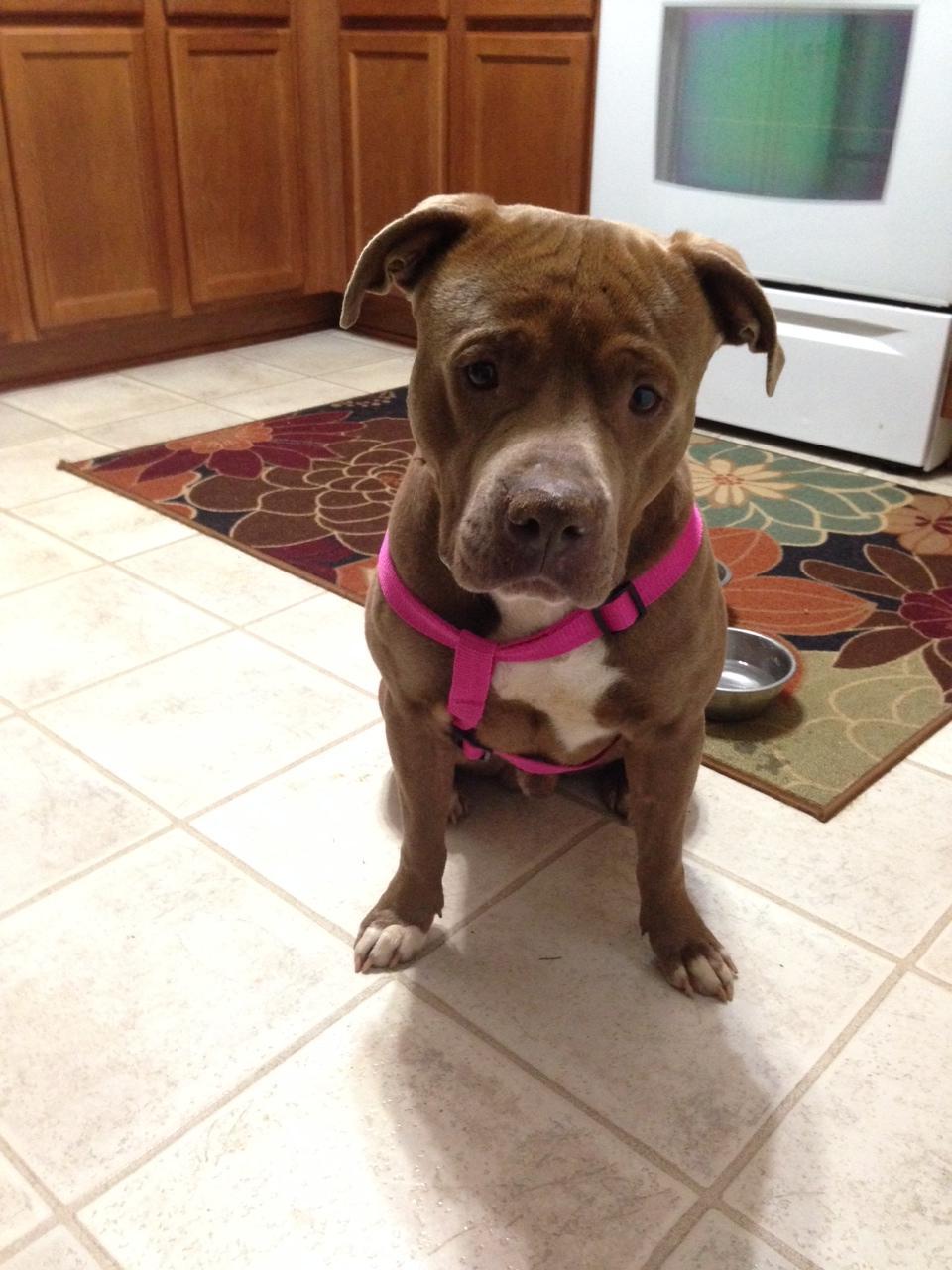 Hank the Tank, an adoptable Pit Bull Terrier in Mount Juliet, TN, 37122 | Photo Image 1