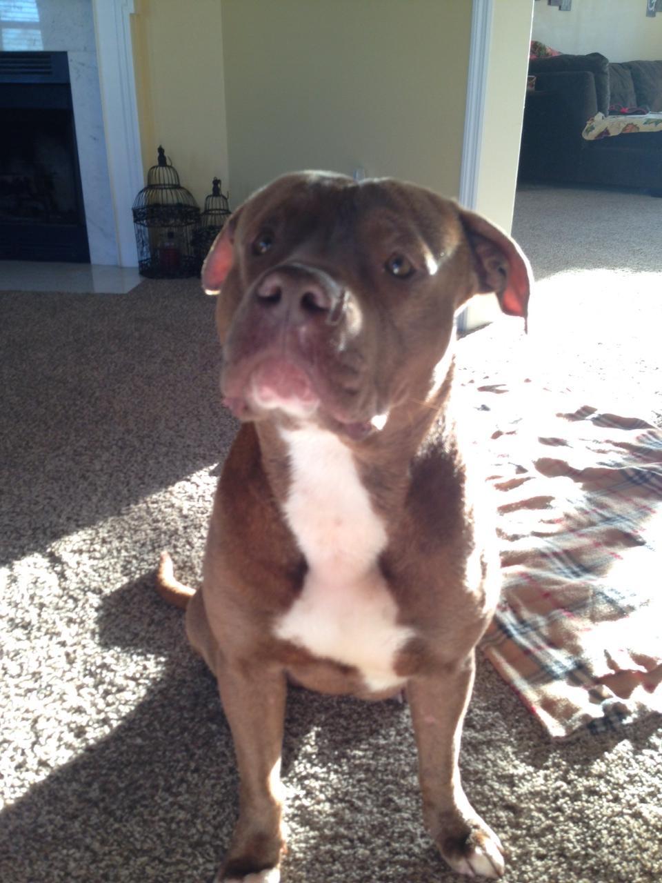 Hank the Tank, an adoptable Pit Bull Terrier in Mount Juliet, TN, 37122 | Photo Image 3