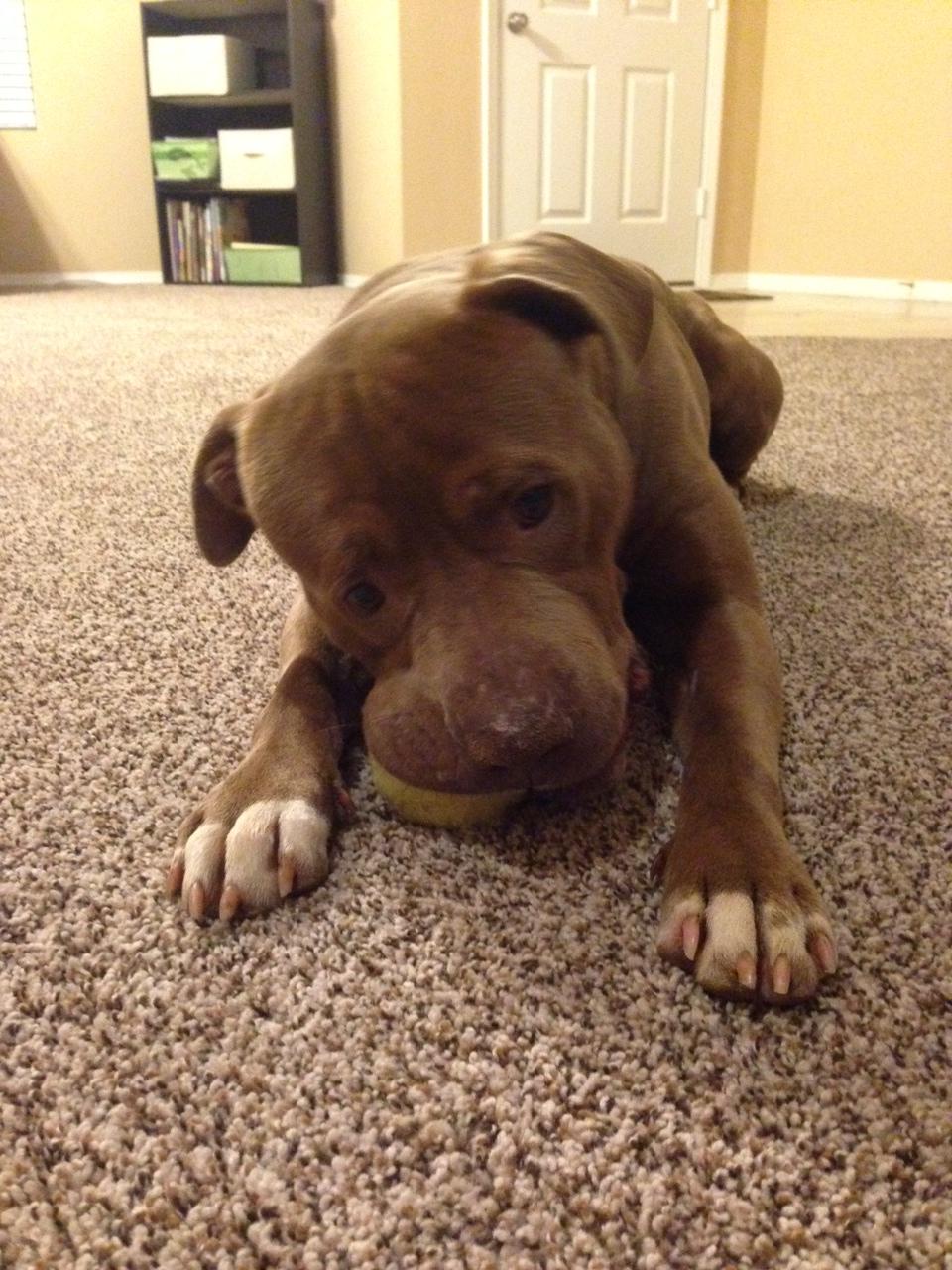 Hank the Tank, an adoptable Pit Bull Terrier in Mount Juliet, TN, 37122 | Photo Image 4