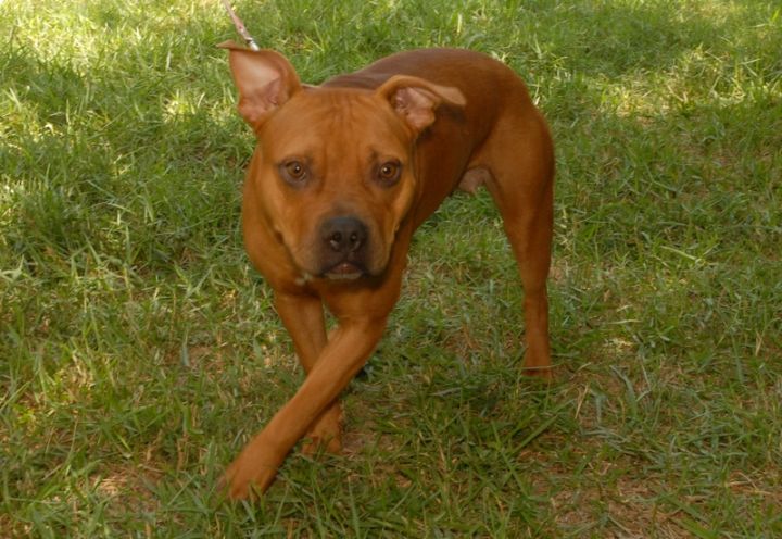 Kayla, an adoptable Staffordshire Bull Terrier in Austin, TX_image-2