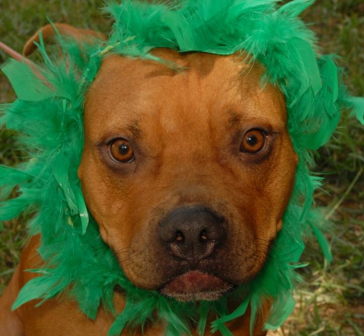 Kayla, an adoptable Staffordshire Bull Terrier in Austin, TX_image-3