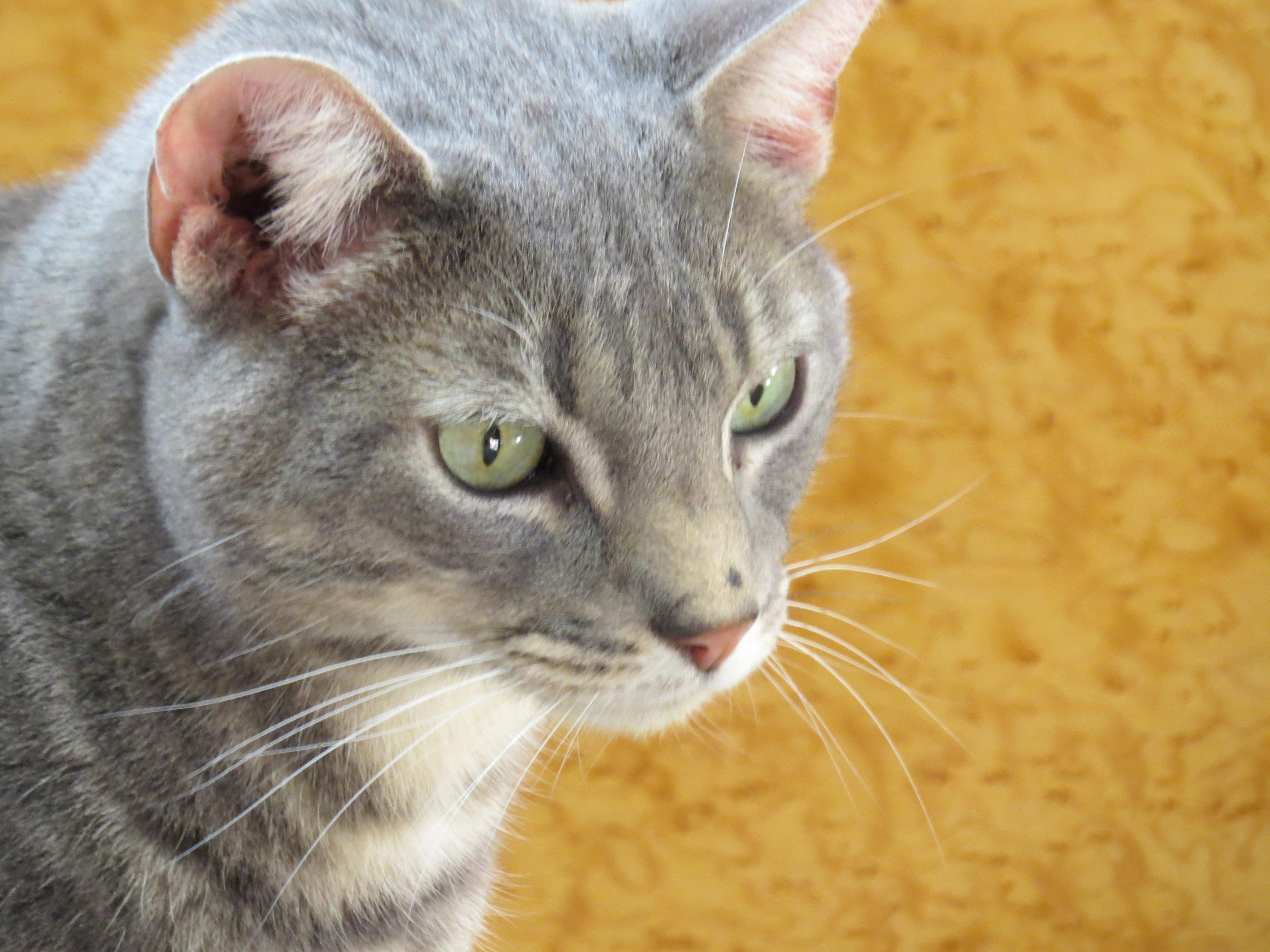 Benny, an adoptable Tabby in Middle Island, NY, 11953 | Photo Image 1