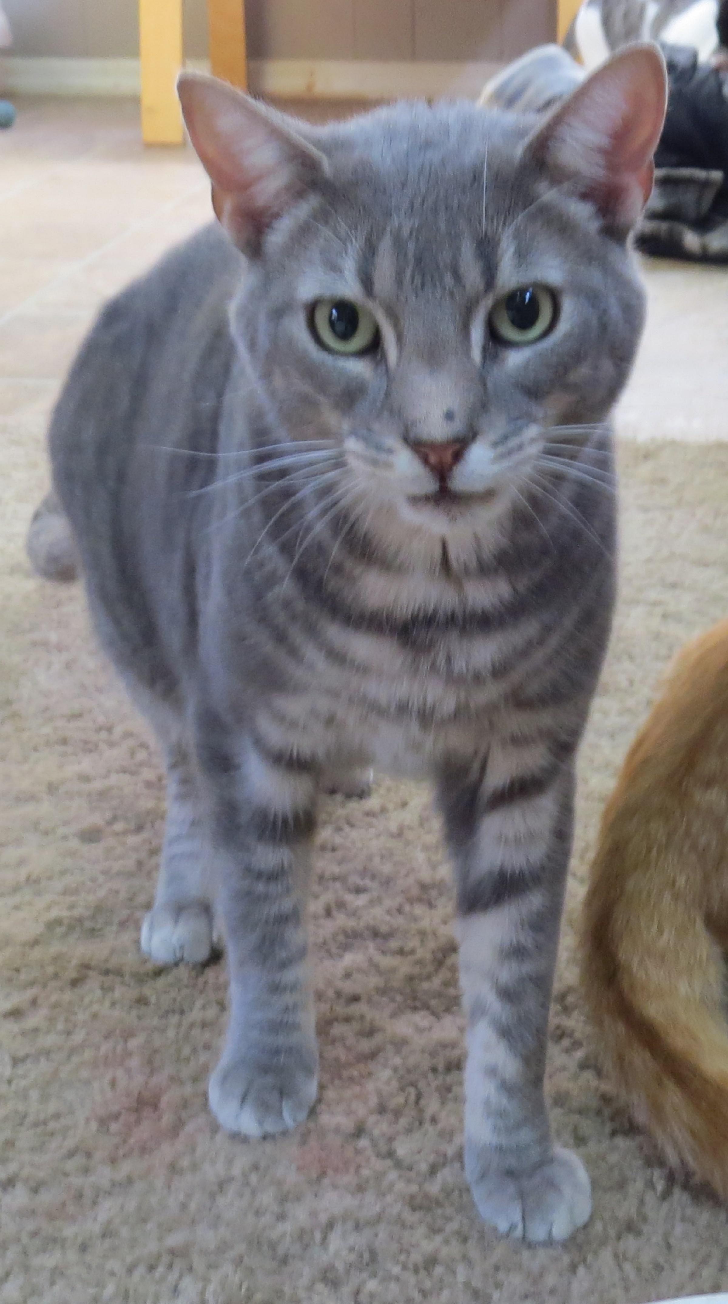 Benny, an adoptable Tabby in Middle Island, NY, 11953 | Photo Image 2