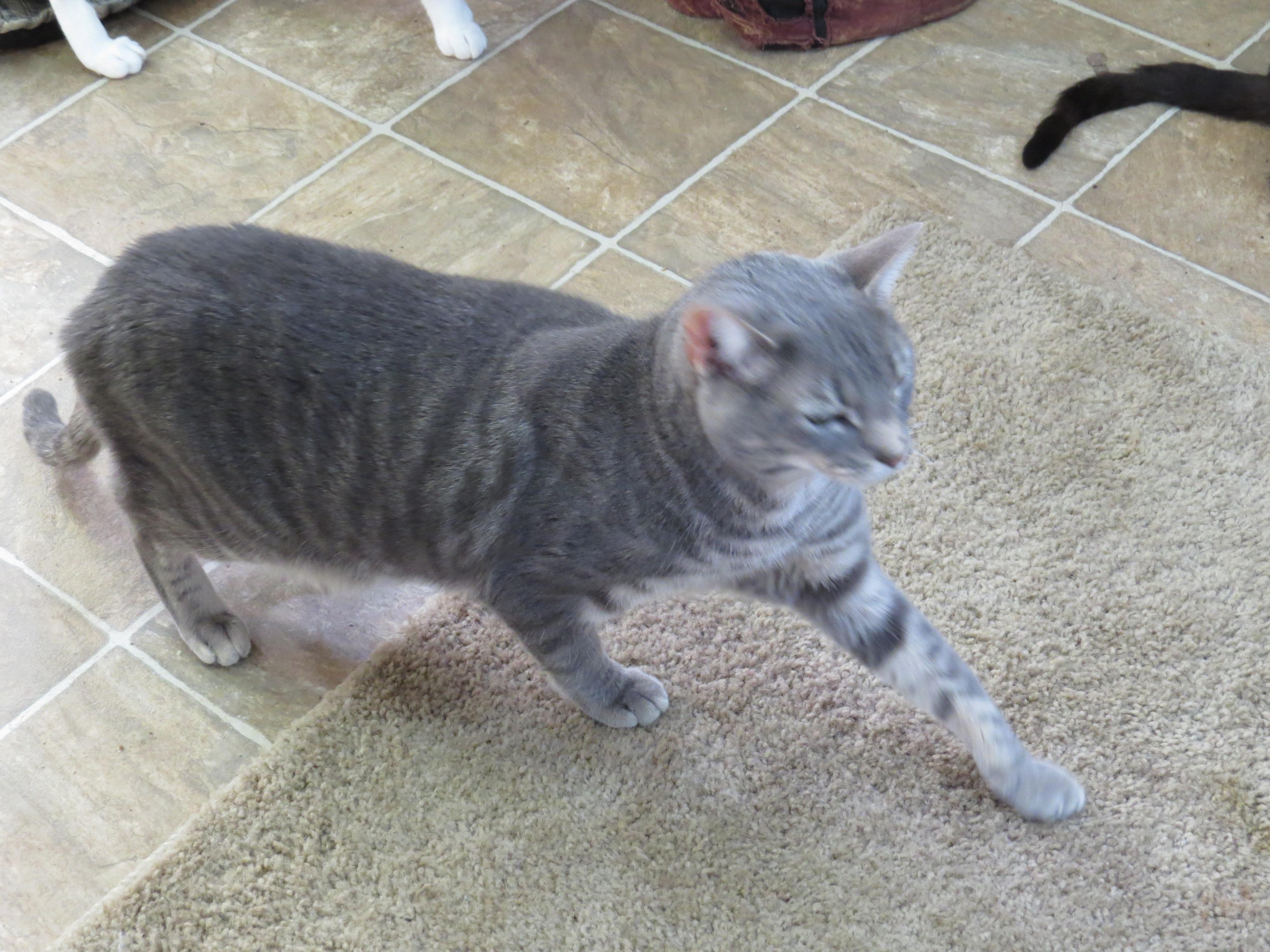 Benny, an adoptable Tabby in Middle Island, NY, 11953 | Photo Image 3