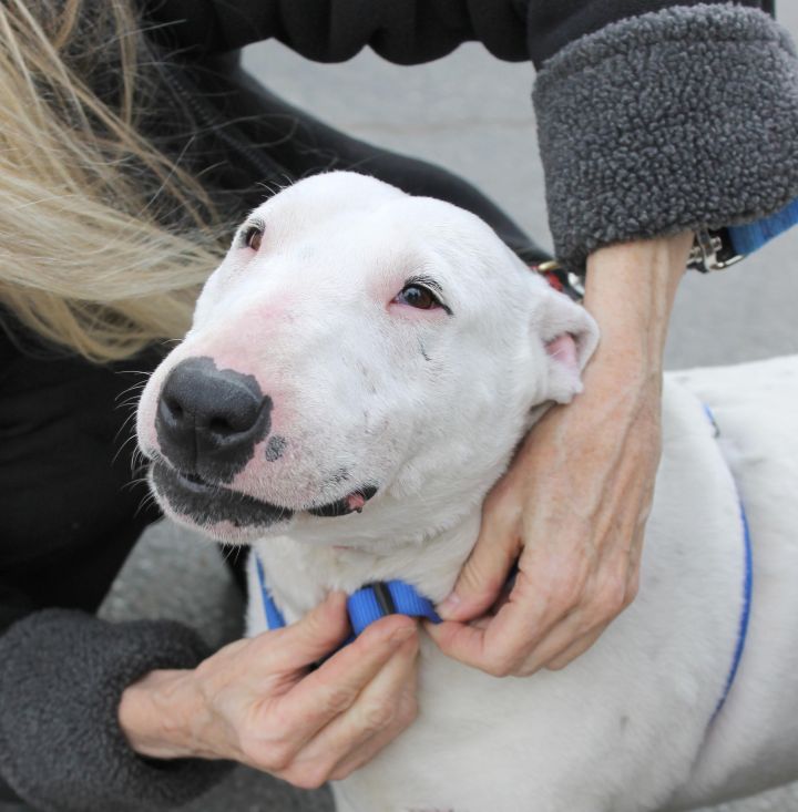 Petfinder store bull terrier