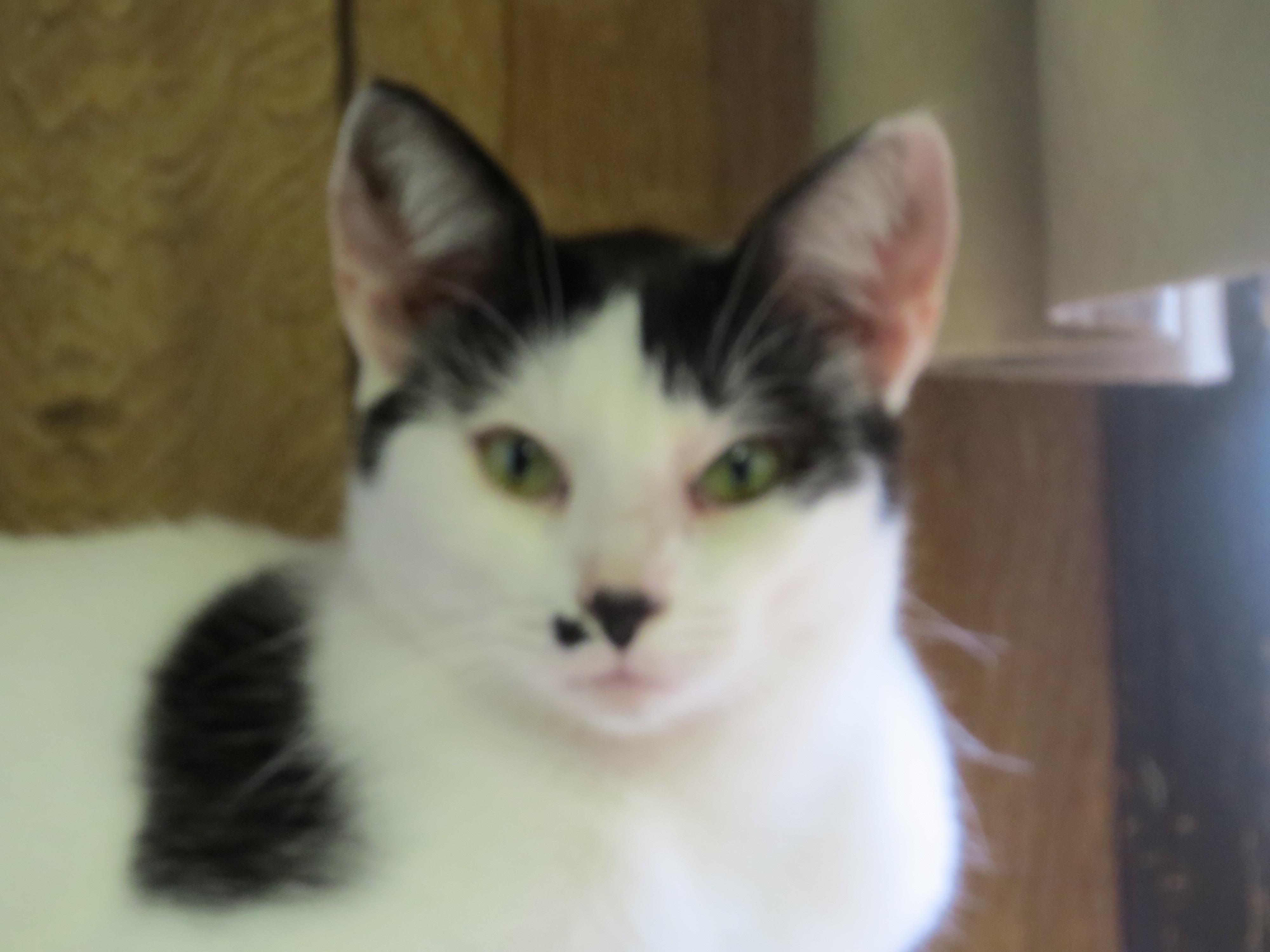 Pistachio, an adoptable Domestic Short Hair in Middle Island, NY, 11953 | Photo Image 1