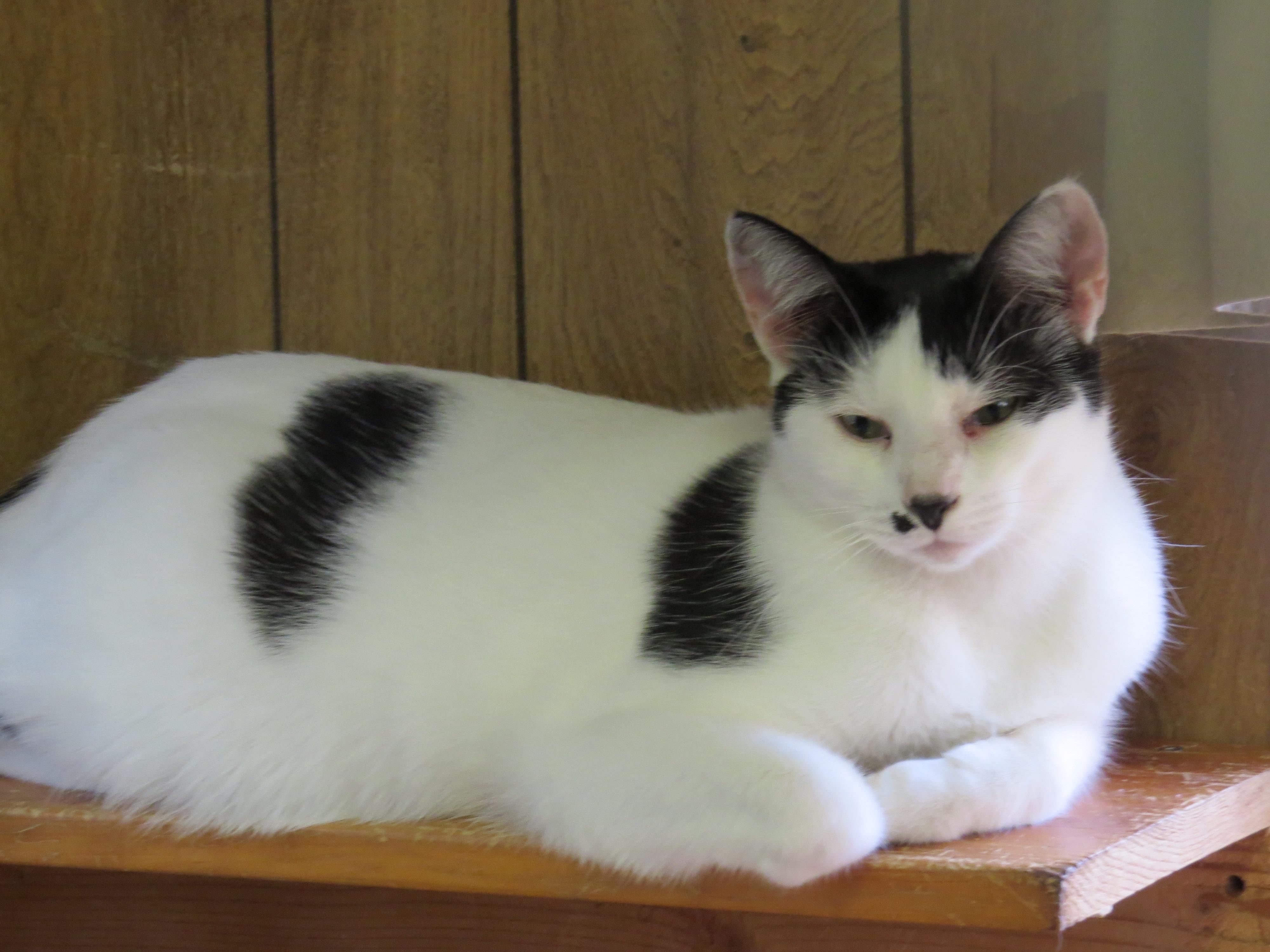 Pistachio, an adoptable Domestic Short Hair in Middle Island, NY, 11953 | Photo Image 2