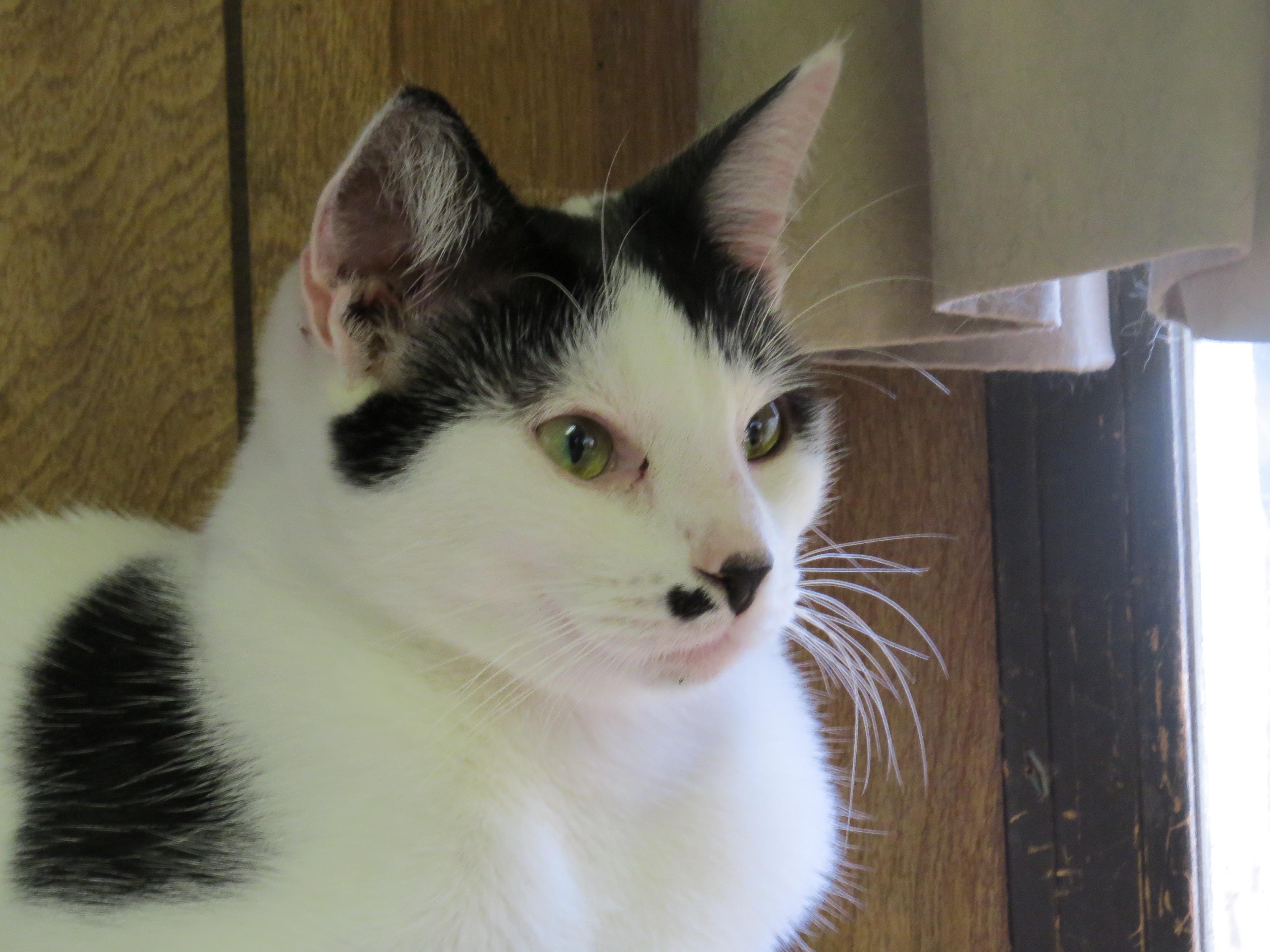 Pistachio, an adoptable Domestic Short Hair in Middle Island, NY, 11953 | Photo Image 3