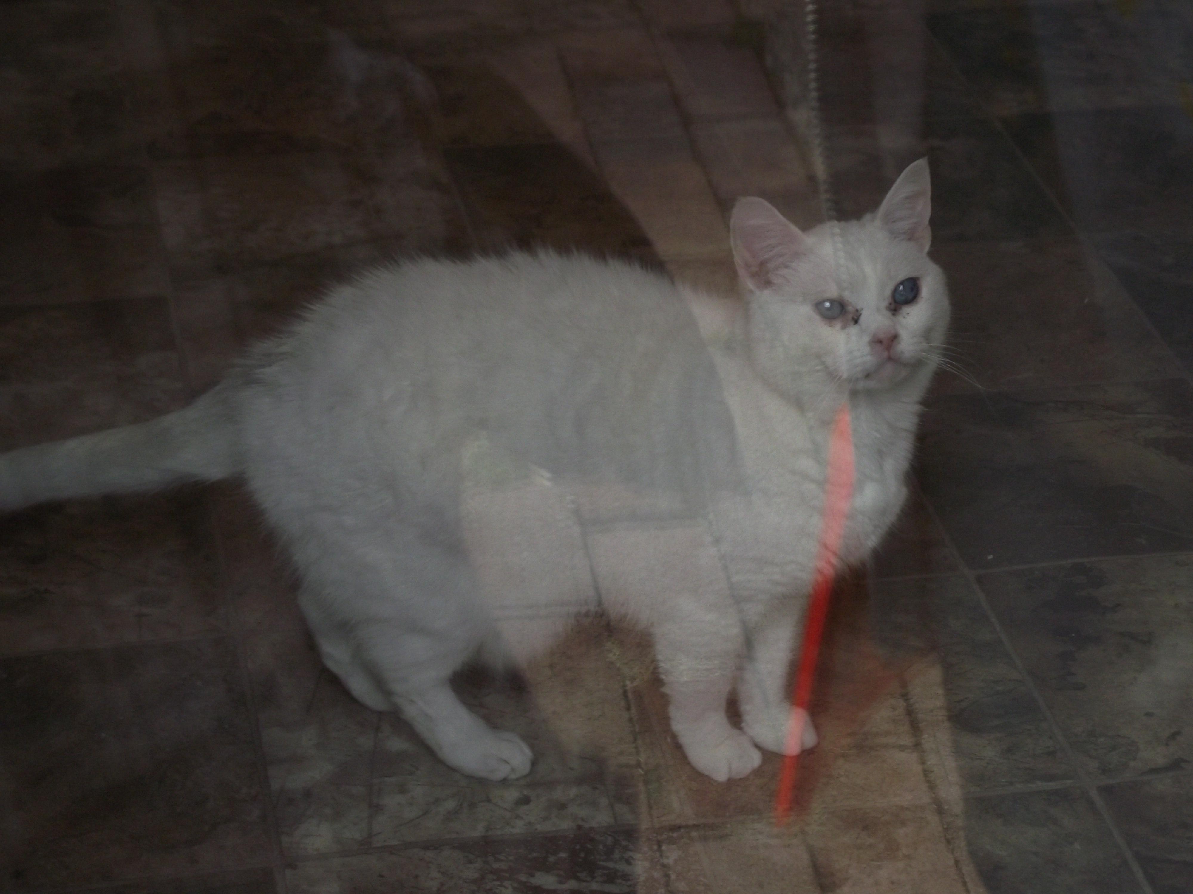 Pearl, an adoptable Domestic Short Hair in Middle Island, NY, 11953 | Photo Image 1